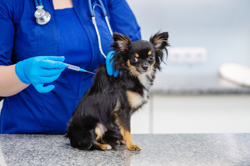 Veterinarian gives an injection to a small brown dog. Closeup image