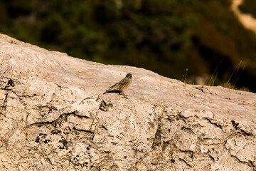 Rock sparrow (Petronia Petronia) in Ports de Beseit, Tarragona, Spain