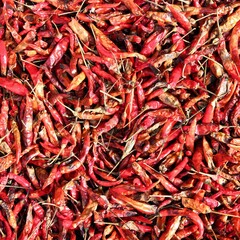 Drying chili peppers in Thailand