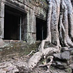 Obraz premium Cambodia temple. Landmarks of Cambodia - Ta Prohm temple ruin.