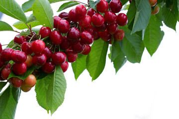 Makro aufnahme auf red cherries.