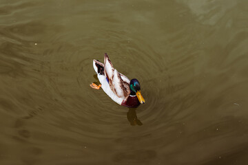 A mallard duck swims in a river reservoir in a park in Zaporozhye on a warm day.