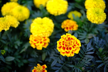 Close up of beautiful Marigold flower in the garden.
