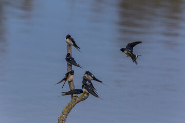Barns swallows in Aiguamolls De L'Emporda Nature Reserve, Girona, Spain