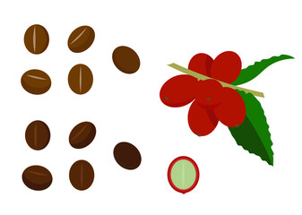 コーヒー豆・コーヒーの実（ベクター）