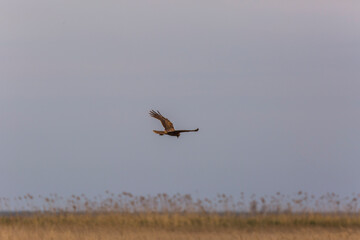 Western marsh harrier (Circus aeruginosus) in Aiguamolls De L'Emporda Nature Reserve, Spain