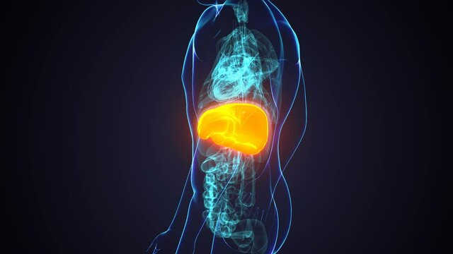 Liver 3D Illustration Human Digestive System Anatomy.