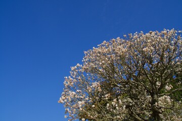 成田山新勝寺　梅と光明堂
満開　大きな梅の木