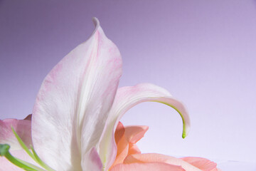 Lily petals on a lilac background