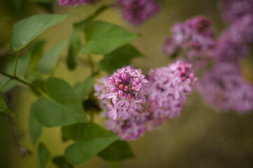 lilas