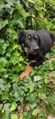 dog in the grass © Anna