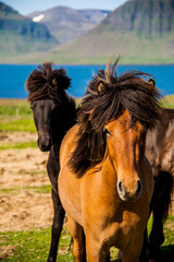 Obraz premium Summer landscape and horses in Southern Iceland, Europe
