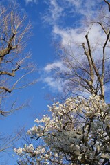 成田山新勝寺　成田山公園の梅園