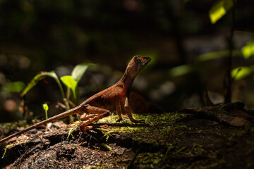 Brązowa jaszczurka na kamieniu, na tle deszczowego lasu. © insomniafoto