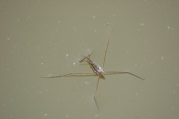 Wasserläufer Wasserwanze