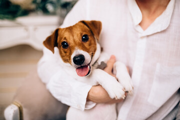 jack russell terrier puppy playing