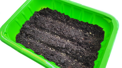 small seeds are sown in green container with soil