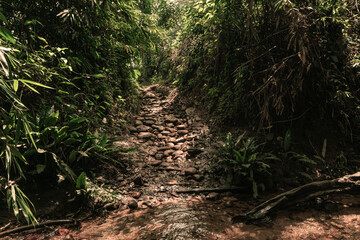 Piękna kamienna ścieżka pośród dżungli, tropikalny las deszczowy. - obrazy, fototapety, plakaty