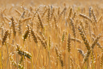golden spikelets of wheat in the field close up. Ripe large golden ears of wheat against the yellow background of the field. Close-up, nature. The idea of a rich summer harvest, farming