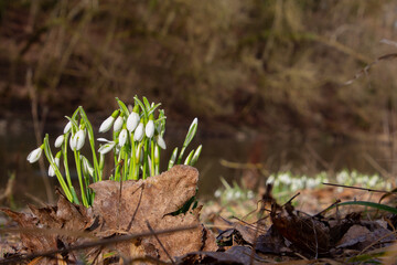 Snowdrops growing between dry brown leaves, also called Galanthus nivalis or schneegloeckchen