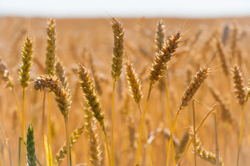 Fototapeta premium Wheat field. Ears of golden wheat. The concept of a rich harvest, agro-industrial complex, farming. golden spikelets of ripe wheat in the field close-up. blurred background. soft selective focus