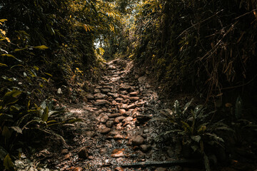 Piękna kamienna ścieżka pośród dżungli, tropikalny las deszczowy.