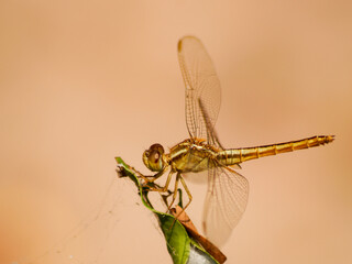 Makro Portrait / Close up einer Libelle an einem Ast / Stock