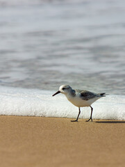 Vogel Strandläufer am Strand mit Meer im Hintergrund