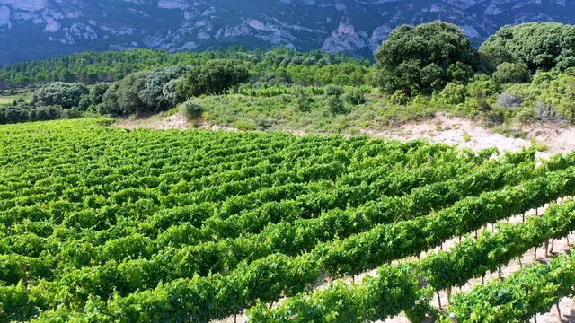 Landscape of vineyards and forest in the Sierra de Cantabria from a drone. Leza. Alava Province. Autonomous Community of the Basque Country. Spain. Europe