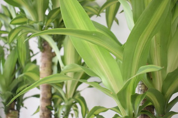 Obraz premium plantas