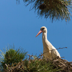 Porträt eines Storch im Nest