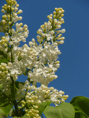 Syringa vulgaris