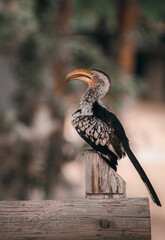A yellow billed hornbill sitting on a fence post
