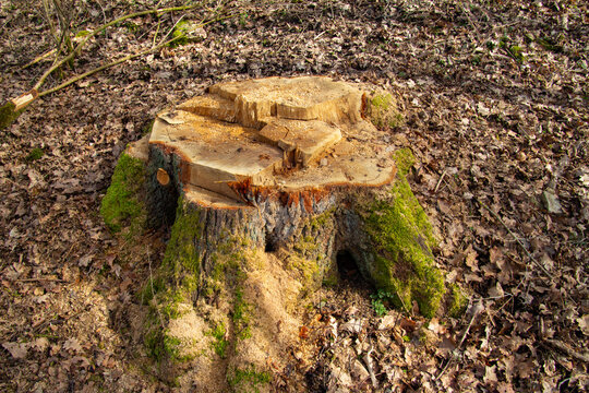 Tree Stump Of A Fresh Cut Tree