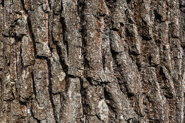 Brown texture of rugged relief fractured bark wood of aged cork oak. Old rough grunge of uneven ridged hard of dry crust surface. Deep cut grooved coated layer, convex ornate textured rustic design