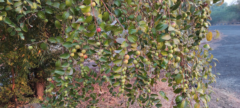 Closeup shot of ziziphus fruits on the branches of a jujube shrub
