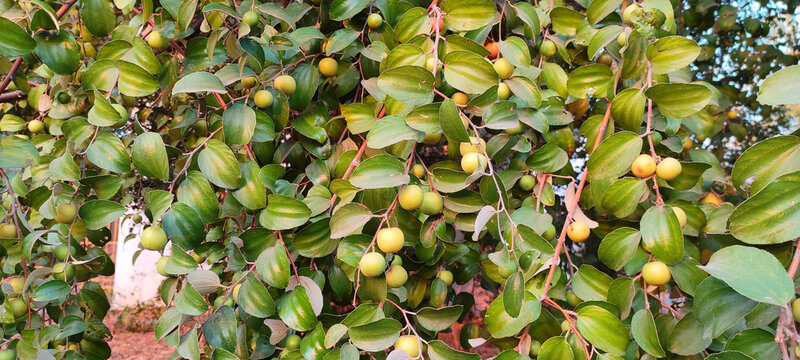 Closeup shot of ziziphus fruits on the branches of a jujube shrub