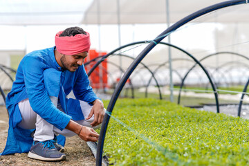 Young indian farmer at greenhouse or poly house