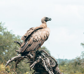 A cape vulture sitting on a dead tree