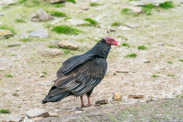 The Turkey vulture (Cathartes aura)