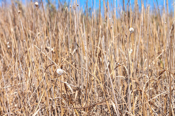 Background from dry grass of yellow and beige color with small gray and white snail shells on blades of grass
