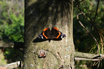 Vanessa atalanta or red admiral. Beautiful butterfly on cedar trunk in summer