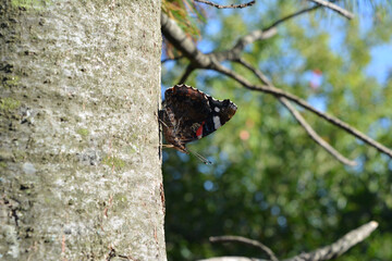 Vanessa atalanta or red admiral. Beautiful butterfly on cedar trunk in summer. Macro view