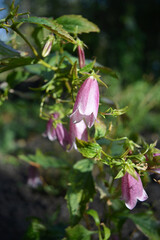 Beautiful spotted bellflower grows in the garden. Campanula punctata