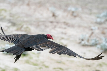 The Turkey vulture (Cathartes aura)