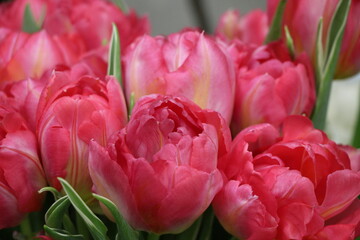 Close up of pink tulips (flower variety is Flash point) for the banner