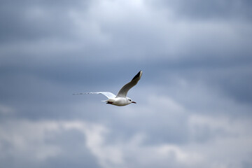 Obraz premium Sea-gull flying in cloudy blue sky, rainy weather