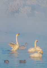 A gentle view of  white swans glowing in the morning frost in the winter light. Beautiful fog soars above the water. The love relationship between birds. Swans. Altai Republic. Siberia. Russia.
