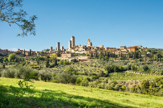 Panoramic view of San Gimignano, Tuscany., with olive orchards and cypress trees under a blue sky © Peter