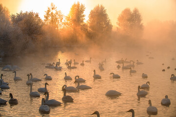 Wintering of white swans trumpeters in the morning fog on an ice-free lake © Ermolaeva Olga